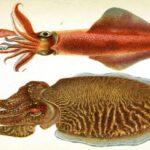 Quelle est la différence entre pocher et blanchir ?