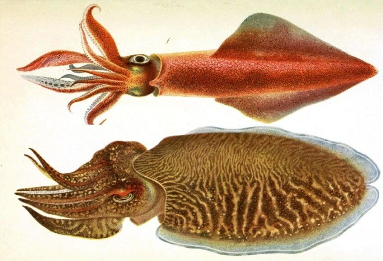 Quelle est la différence entre pocher et blanchir ? Quelle est la différence entre pocher et blanchir ?