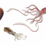 Quelle est la différence entre un calmar et un calamar ?