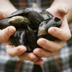 Quelle est la différence entre un litre de moules et un kilo de moules ?