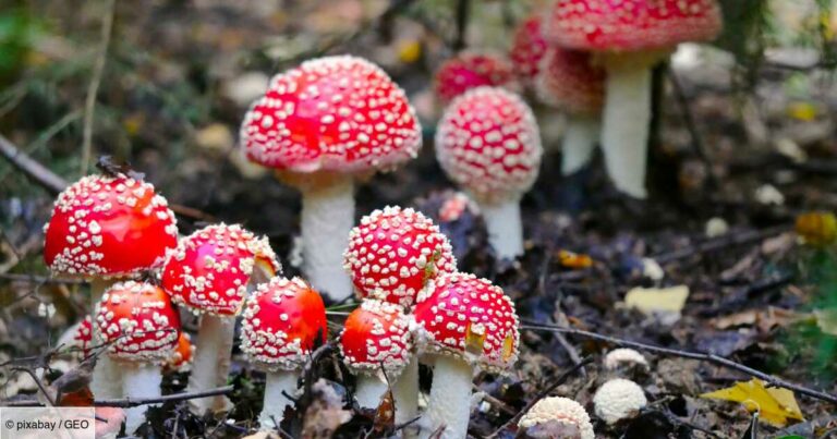 Quelle est la différence entre venimeux et vénéneux ?