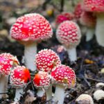 Quelle est la différence entre venimeux et vénéneux ?