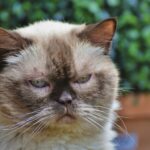 Quelle est la durée de vie d'un acacia ?