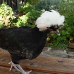 Quelle est la durée de vie d'une caille ?