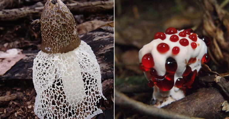 Quelle est la famille des champignons ? Quelle est la famille des champignons ?