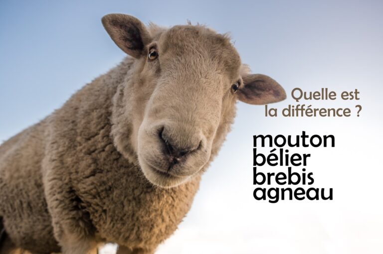 Quelle est la famille des moutons ? Quelle est la famille des moutons ?