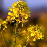 Quelle est la fleur de la moutarde ?