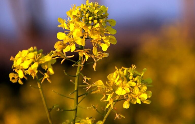 Quelle est la fleur de la moutarde ?
