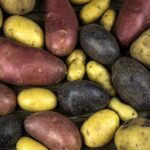 Quelle est la meilleur pomme de terre pour faire de la purée ?