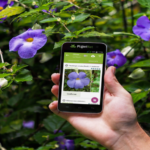 Quelle est la meilleure appli pour reconnaître les champignons ?