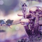 Quelle est la meilleure application pour identifier les champignons ?