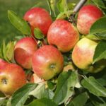 Quelle est la meilleure pomme à croquer ?