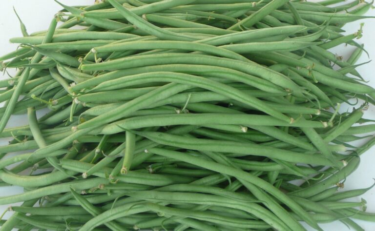 Quelle est la meilleure variété de haricots verts ? Quelle est la meilleure variété de haricots verts ?