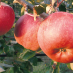 Quelle est la meilleure variété de pommes ?