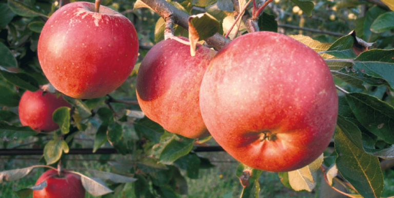 Quelle est la meilleure variété de pommes ?