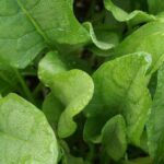 Quelle est la meilleure variété d'épinard ?