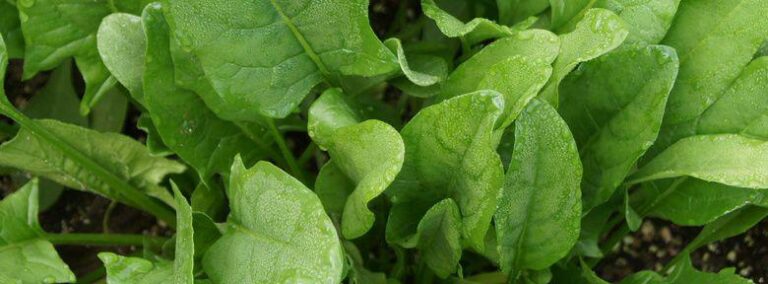 Quelle est la meilleure variété d'épinard ?