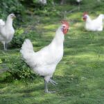 Quelle est la meilleure volaille ?