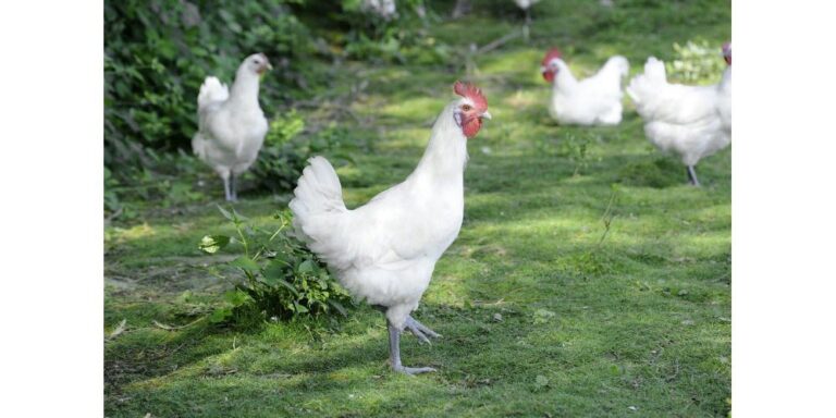 Quelle est la meilleure volaille ?