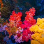 Quelle est la nature des coraux ?