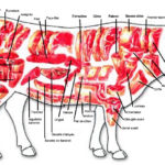 Quelle est la partie du boeuf la plus tendre ?