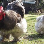 Quelle est la partie la plus grasse du poulet ?