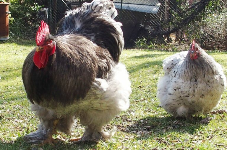 Quelle est la partie la plus grasse du poulet ? Quelle est la partie la plus grasse du poulet ?