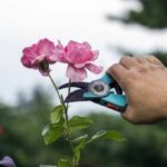 Quelle est la période de floraison des citronnier ?