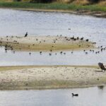 Quelle est la période de ponte des oies ?
