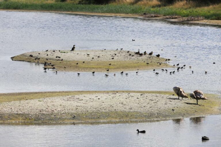 Quelle est la période de ponte des oies ? Quelle est la période de ponte des oies ?