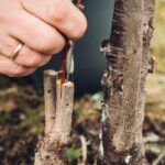 Quelle est la période des asperge ?