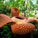 Quelle est la plante la plus dangereuse du monde ?