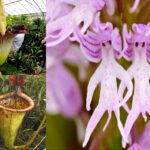 Quelle est la plante la plus rare au monde ?