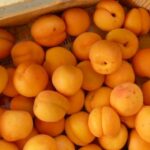 Quelle est la pleine saison des abricots ?