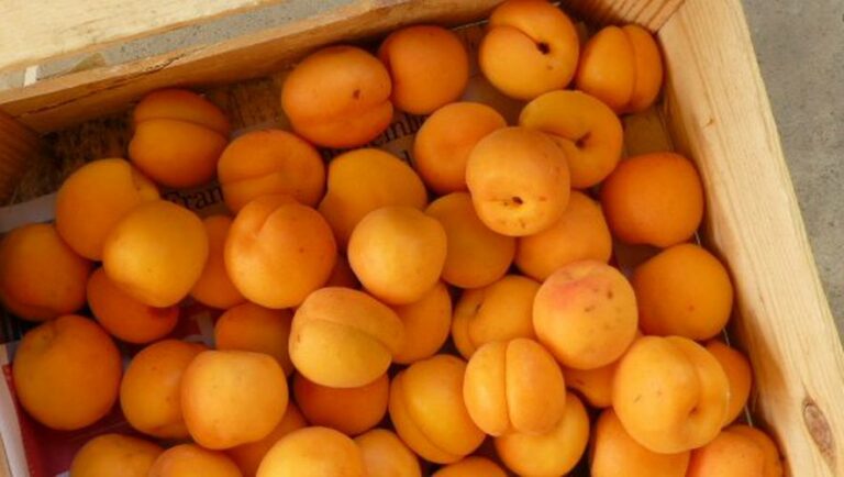 Quelle est la pleine saison des abricots ?