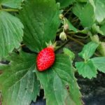 Quelle est la pleine saison des fraises ?