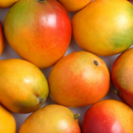 Quelle est la saison de la mangue ?