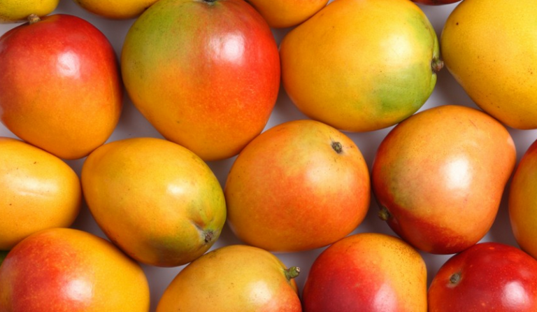 Quelle est la saison de la mangue ?
