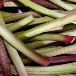 Quelle est la saison de la rhubarbe ?