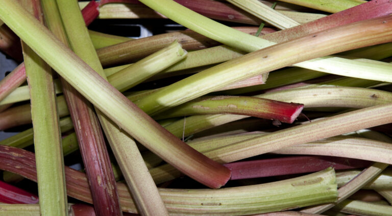 Quelle est la saison de la rhubarbe ? Quelle est la saison de la rhubarbe ?