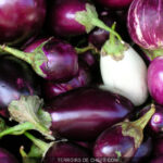 Quelle est la saison de l'aubergine ?