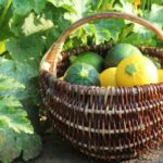 Quelle est la saison de l'endive ?