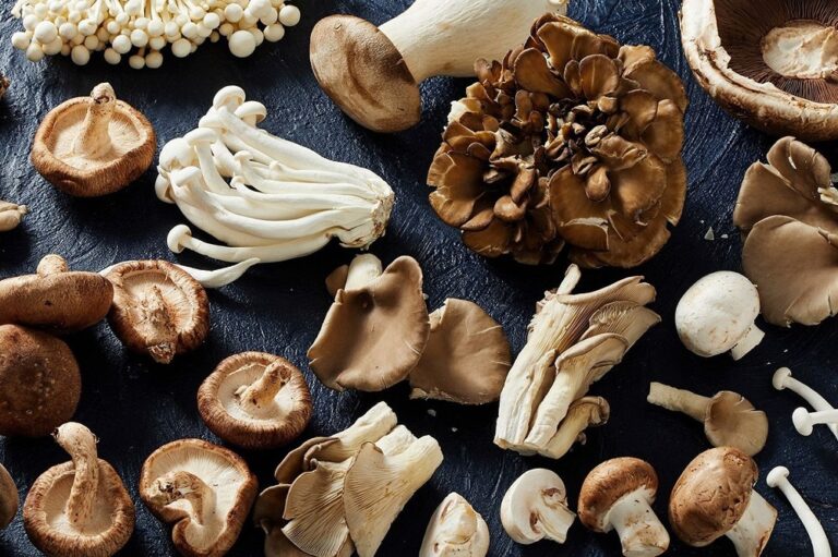 Quelle est la saison des pleurotes ?