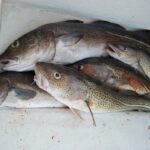 Quelle est la saison du cabillaud ?