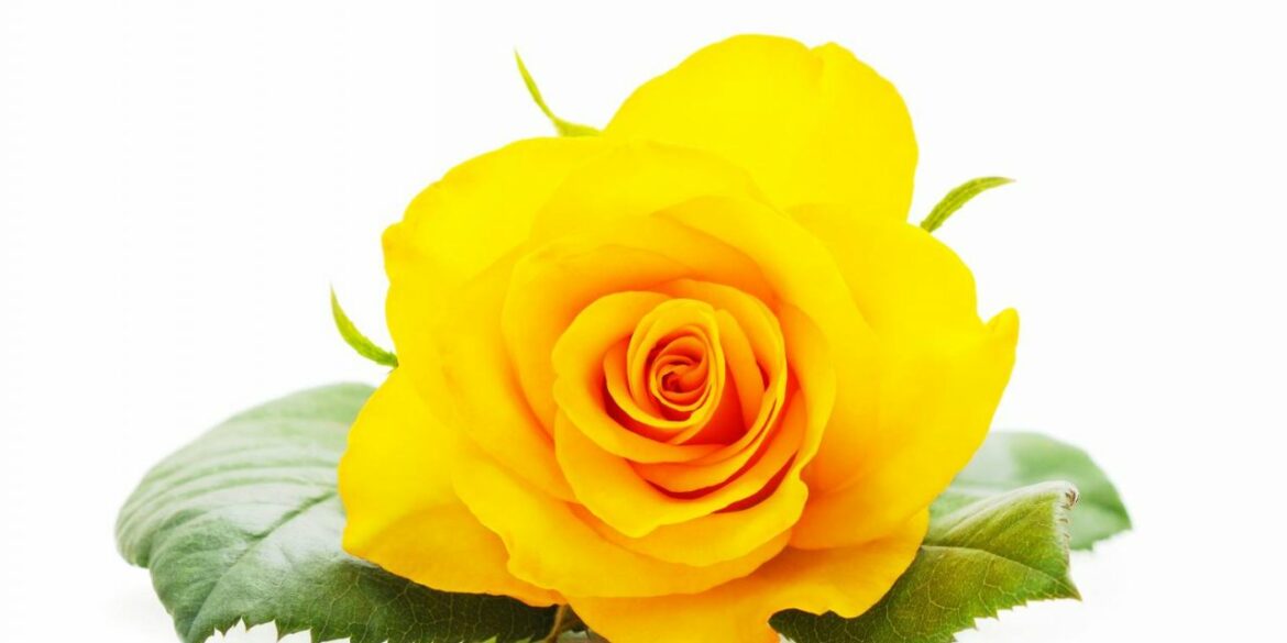 Quelle est la signification de la rose orange