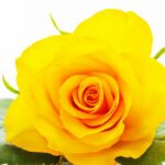 Quelle est la signification de la rose orange ?