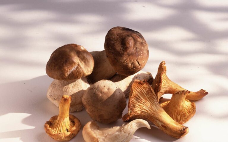 Quelle est la valeur nutritionnelle des champignons ? Les champignons sont très riches en protéines et vitamines. © FOOD-pictures, Adobe Stock