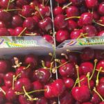 Quelle est la variété de cerise la plus grosse ?