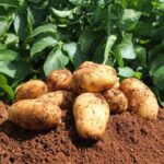 Quelle est la variété de pomme de terre la plus sucrée ?