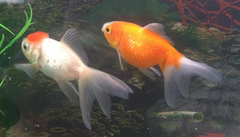 Quelle est le meilleur poisson blanc ? Quelle est le meilleur poisson blanc ?